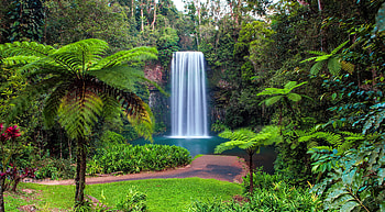 Exotic waterfall, tropical, trees, greenery, waterfall, beautiful, forest, serenity, grass, park, rainforest HD wallpaper