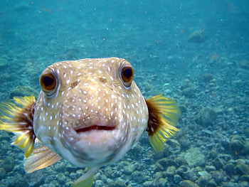 Animals, Water, Sea, Ocean, Small Fish, Fishy HD wallpaper