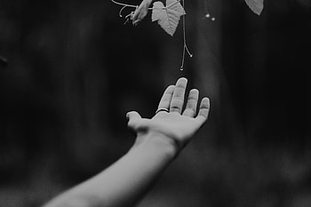 Leaves, Vine, Drops, Plant, Hand, Miscellanea, Miscellaneous, Bw, Chb HD wallpaper