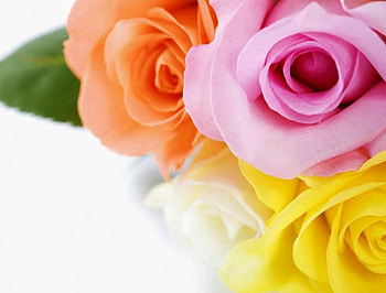 Rose pretty, flowers, yelow, roses, lovely HD wallpaper