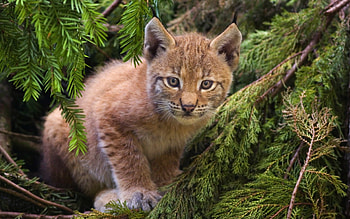 Animals, Bobcats HD wallpaper