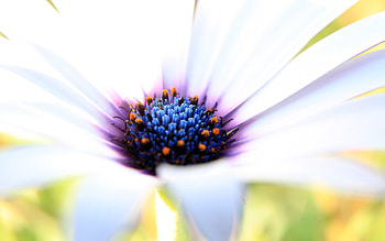 Purple White Flower, purple, flowers HD wallpaper