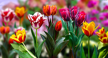 Tulips, Flowers, Nature, Colorful HD wallpaper