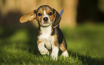 Beagle, Beagle drawing , Beagle drawing backgrounds HD wallpaper