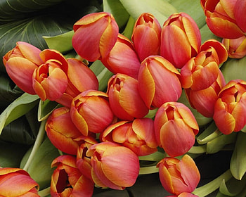 Handsome Cluster., a, of, very, nice HD wallpaper