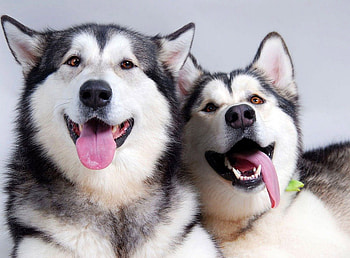 Cute dogs, animals, dogs, cute, funny, adorable, humor, pet, nice HD wallpaper