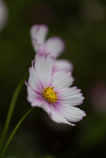 Violet, Flower, Macro, Close-Up, Purple, Kosmeya, Cosmos HD phone wallpaper