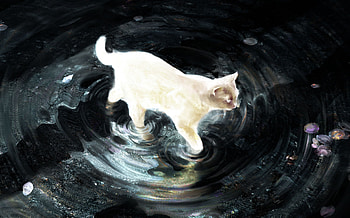 Celestial Catwalk — Fantasy, fantasy, cat HD wallpaper
