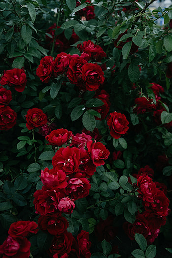 Flowers, Roses, Leaves, Bush, Bud, Bloom, Flowering, Garden HD phone wallpaper