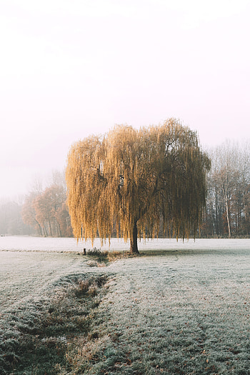 Winter, Nature, Wood, Tree, Hoarfrost, Frost, Willow HD phone wallpaper