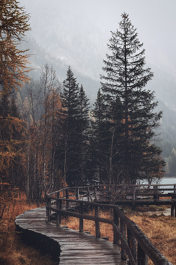 Nature, Trees, Autumn, Forest, Bridge HD phone wallpaper