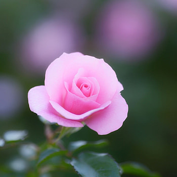 ROSE, LEAVES, PEATLS, COLORS, STEM HD wallpaper