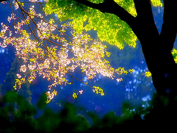NATURE GLOWS, shines, nature, forest, light HD wallpaper