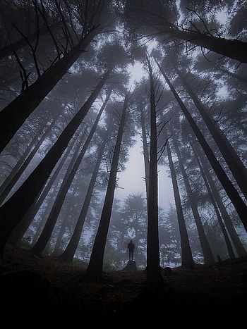 Alone, Miscellanea, Miscellaneous, Forest, Fog, Darkness, Loneliness, Lonely HD phone wallpaper