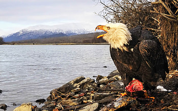 bald eagle, north america, feeding, mountains, lake HD wallpaper