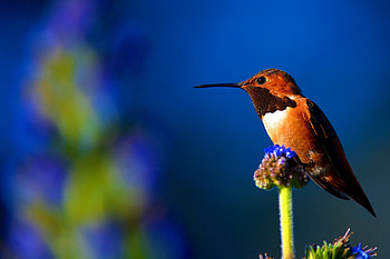 Humming-bird, blue, colibri, green, pasare, orange HD wallpaper