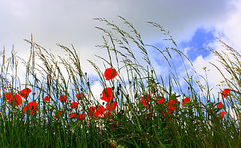Flowers, Sky, Poppies, Clouds, Summer, Ears, Glade, Polyana, Spikes HD wallpaper