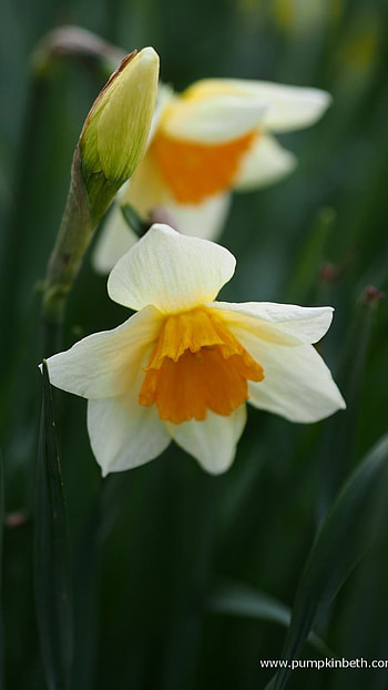 Daffodil, White Yellow HD phone wallpaper