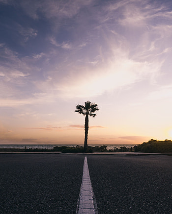 Nature, Sunset, Horizon, Markup, Palm, Tropics HD phone wallpaper