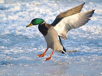 Beautiful Duck, cool, duck, beautiful HD wallpaper