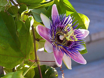 Passiflora, purple, white, leaves, flower HD wallpaper