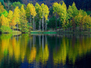 Felt Autumn, reflection, yellow, trees, autumn, nature, forest, lake HD wallpaper