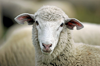 Animal welfare, Sheep cruelty awareness, Advocate for sheep, Protecting farm animals HD wallpaper
