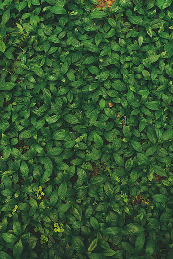 Nature, Grass, Leaves, Plant, Veins HD phone wallpaper