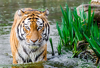 Bengali Tiger , tiger, animals, predator HD wallpaper