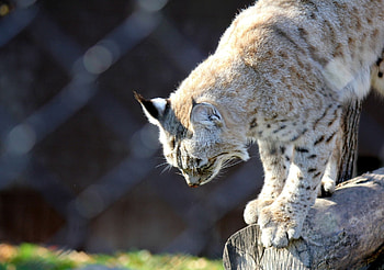 Animals, Iris, Predator, Log, Watch, To Watch HD wallpaper