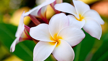 Frangipani beauty, Plumeria paradise, Fragrant flowers, Fanpop HD wallpaper