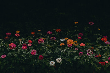 Flowers , flowers, nature HD wallpaper