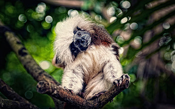 Animals, Wood, Sit, Tree, Branch, Monkey, Astonishment, Surprise HD wallpaper