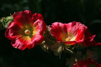 Beautiful Mallow, Mallow, Flowers, Nature, Beautiful HD wallpaper