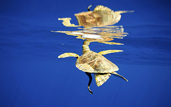 Animals Planet, sea, animals HD wallpaper
