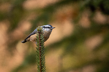 Red-breasted Nuthatch (Sitta canadensis), Animal, nuthatch HD wallpaper