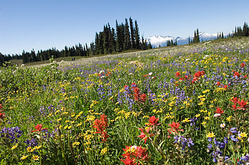 Field Of Flowers, field, colors, nature, flowers, wild HD wallpaper