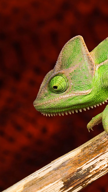 Chameleon lizard, Green hue, Animal kingdom, Distinctive appearance HD phone wallpaper
