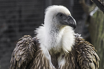 Vulture close-up graphy, graphe original size HD wallpaper