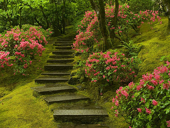 Plants, Landscape, Flowers, Ladders HD wallpaper