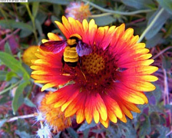 Bee Flower, bee, pretty, insect, flower HD wallpaper