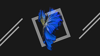 Fish, blue, harmony, dark artwork HD wallpaper