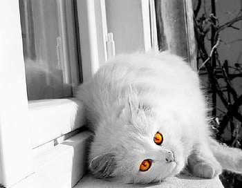 orange eye, kitten, kitty, animals, cat, adorable, nice HD wallpaper