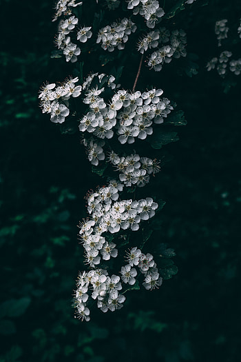 Flowers, Cherry, Bloom, Flowering, Branch, Spring HD phone wallpaper