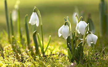 Plants, Flowers, Snowdrops HD wallpaper