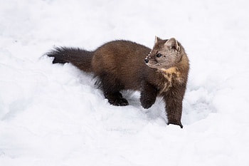 American pine marten, Animal, marten HD wallpaper