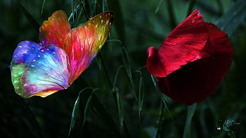Poppy and Butterfly, summer, color, butterfly, poppy, bright, garden, flowers HD wallpaper