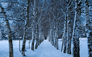 Snow, Winter, , Forest, Path, Tree HD wallpaper