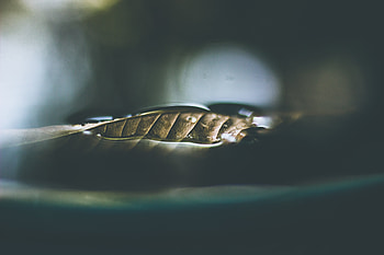 Macro, Close-Up, Sheet, Leaf, Dry HD wallpaper
