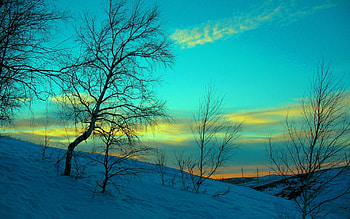 Winter, Snow, Morning, Trees, Polar HD wallpaper